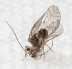 Peripsocus madidus