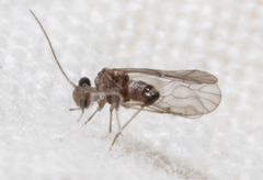 Peripsocus madidus
