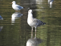 Larus argentatus
