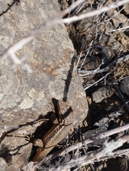 Liolaemus fuscus