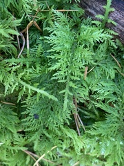 Thuidium delicatulum