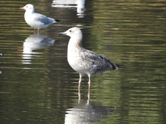 Larus argentatus