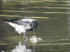 Corvus cornix