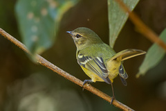 Phyllomyias virescens