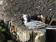 Motacilla alba