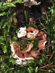 Fungi