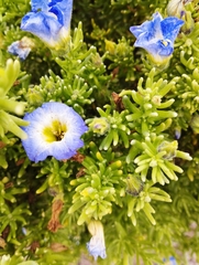 Nolana coelestis