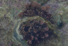 Corallina officinalis