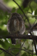 Glaucidium