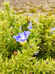 Nolana coelestis
