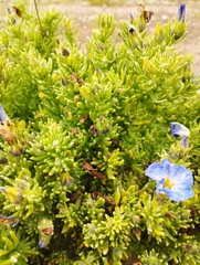 Nolana coelestis