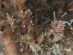 Corallina officinalis