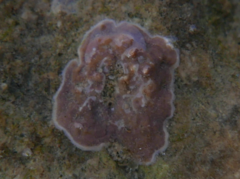 Lithothamnion