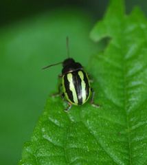 Doryphorina