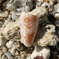 Conus omaria