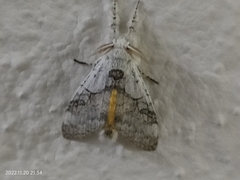 Calliteara horsfieldii