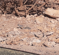 Atlantoxerus getulus