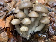 Lyophyllum