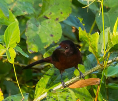 Ramphocelus carbo