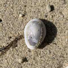 Monetaria annulus