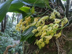 Coelogyne
