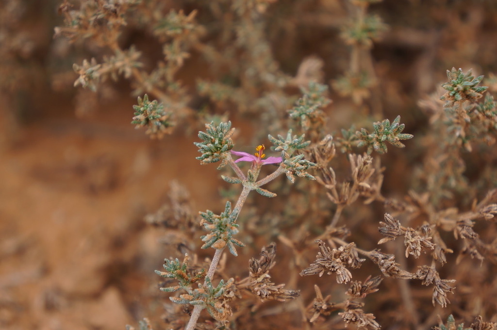 Frankenia pallida