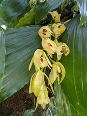 Coelogyne
