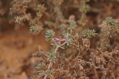 Frankenia pallida
