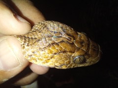 Trimorphodon biscutatus