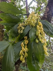 Coelogyne