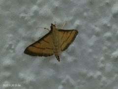 Cnaphalocrocis medinalis