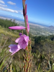 Watsonia