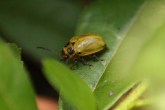 Endocephalus lineatus