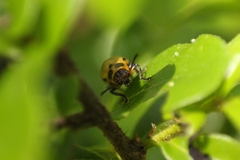 Endocephalus lineatus