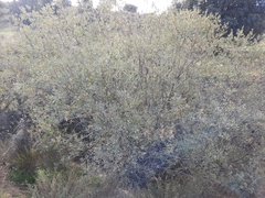 Salix salviifolia