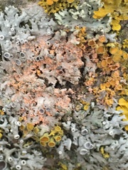 Erythricium aurantiacum