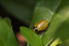 Endocephalus lineatus