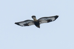 Buteo lagopus lagopus