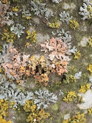 Erythricium aurantiacum