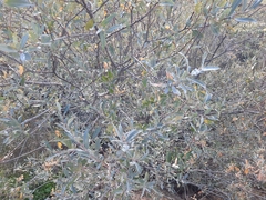 Salix salviifolia