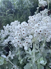 Helichrysum fruticans
