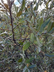 Salix salviifolia