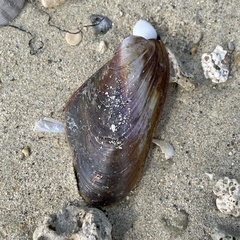 Modiolus auriculatus