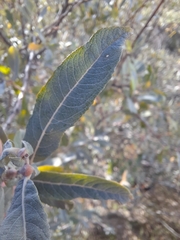Salix salviifolia