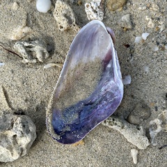 Modiolus auriculatus