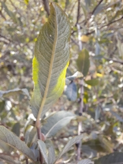Salix salviifolia