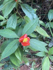 Palicourea tomentosa