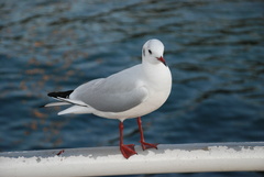 Chroicocephalus ridibundus