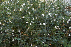 Jasminum officinale
