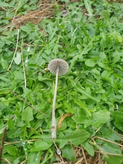 Mycena leptocephala